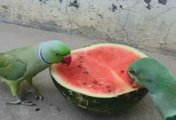 亚麻蝶吃瓜网,揭秘网络世界的甜蜜诱惑与风险