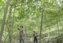 在年代吃瓜致富