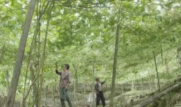 在年代吃瓜致富