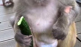 吃瓜女猴子,吃瓜女猴子的趣味生活记