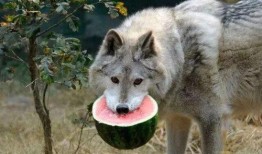 吃瓜群众狼朋友,吃瓜群众与狼朋友的奇幻冒险之旅