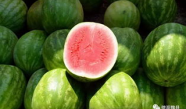 河北魏县 吃瓜,探寻河北特色美食之旅