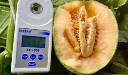 吃瓜合集叫啥,揭秘娱乐圈那些不为人知的幕后故事