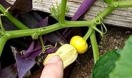 米花吃瓜,揭秘娱乐圈背后的那些事儿