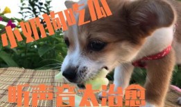小狗吃小瓜,小瓜的甜蜜邂逅