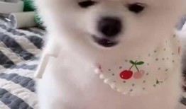 喂狗吃瓜视频大全,喂狗吃瓜视频大全集锦