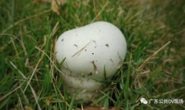 对吃瓜乱象的看法,网络舆论场中的是非曲直