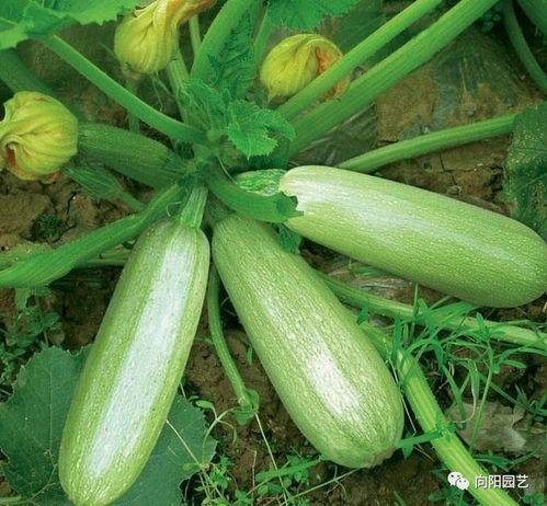 吃茭瓜放屁,茭瓜美食背后的“排气”秘密