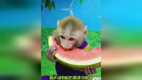 吃瓜女猴子,吃瓜女猴子的趣味生活记