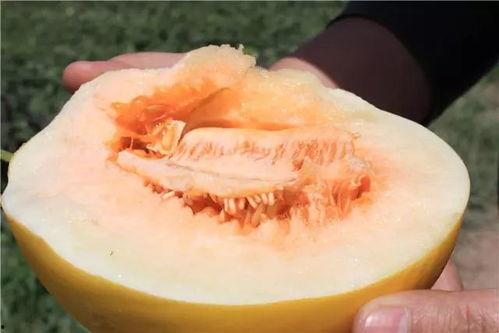 海地蜜瓜怎么吃,探索热带风味的甜蜜享受